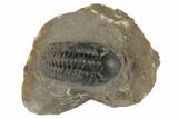 Detailed Reedops Trilobite - Atchana, Morocco #190279-2
